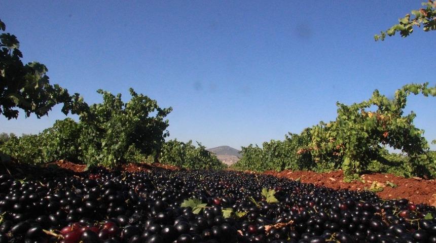Kilis karası &uuml;z&uuml;m&uuml;n&uuml;nde hasat sona erdi