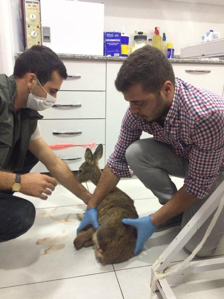 Gördes’te, yaralı bulanan karaca tedavi altına alındı G2