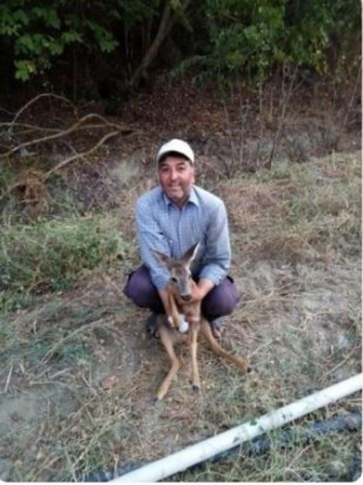 Gördes’te, yaralı bulanan karaca tedavi altına alındı G3