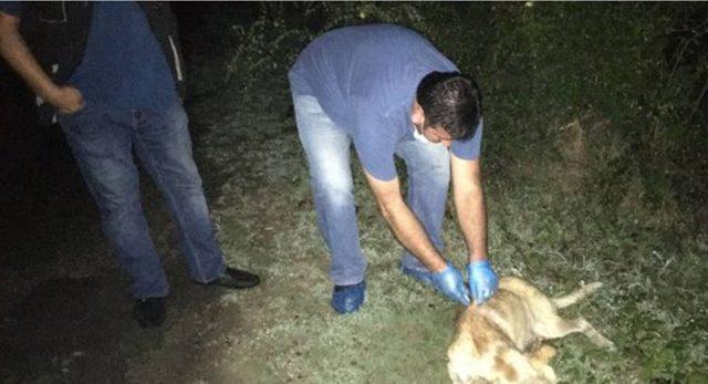 Hayvanları Koruma Derneği, toplanan köpekler takip edilmeli