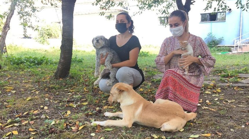 Hayvanları Koruma Derneği, toplanan köpekler takip edilmeli