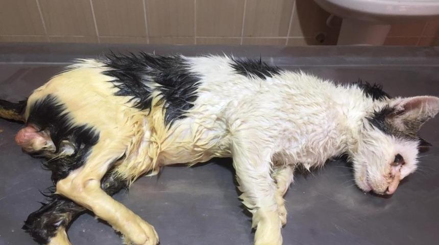 Vücudunu tümör kaplayan kedi sağlığına kavuşturuldu