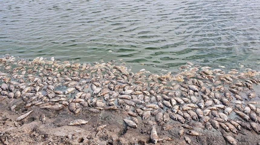 Karaya vurmuş halde buldular! Korkutan manzara