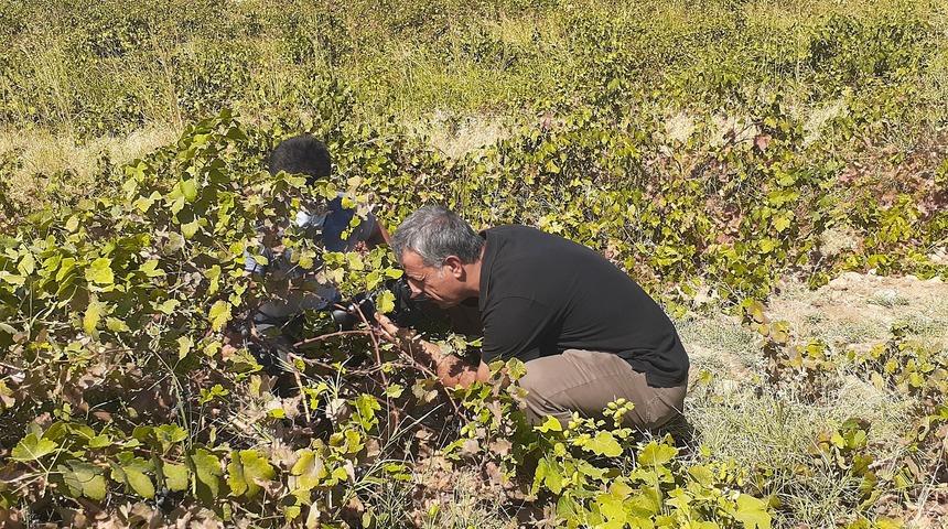 3 bin yılda 1 g&ouml;r&uuml;l&uuml;yor! Udumbara &ccedil;i&ccedil;eğini g&ouml;rmek i&ccedil;in akın akın geldiler