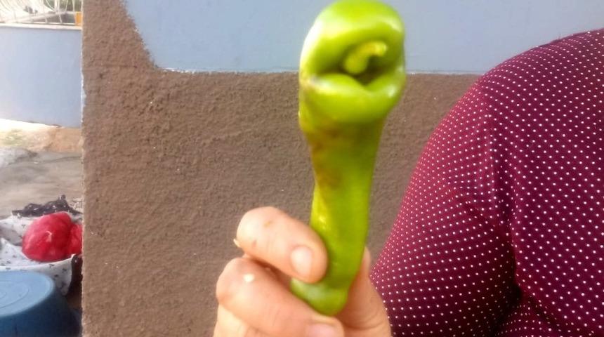 Yılan başına benzeyen biber