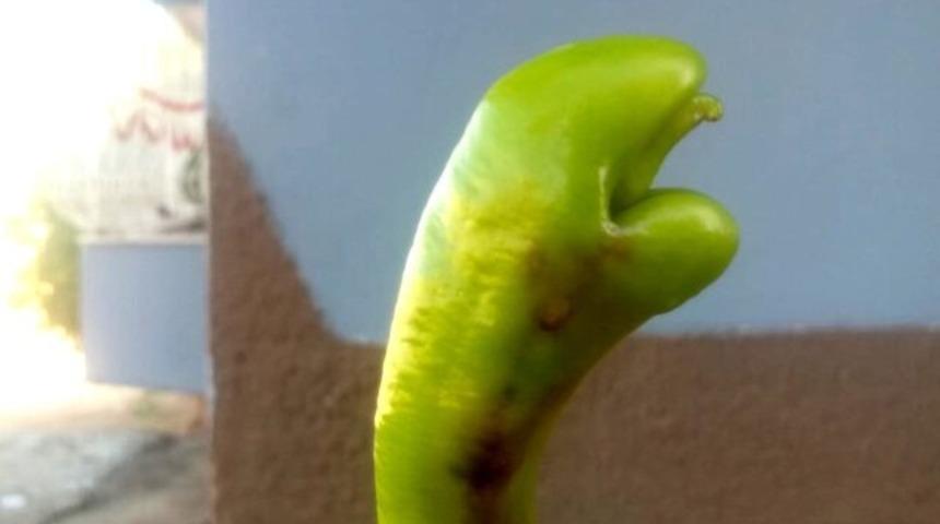 Yılan başına benziyor! Bu biberi g&ouml;ren şaşkına d&ouml;n&uuml;yor