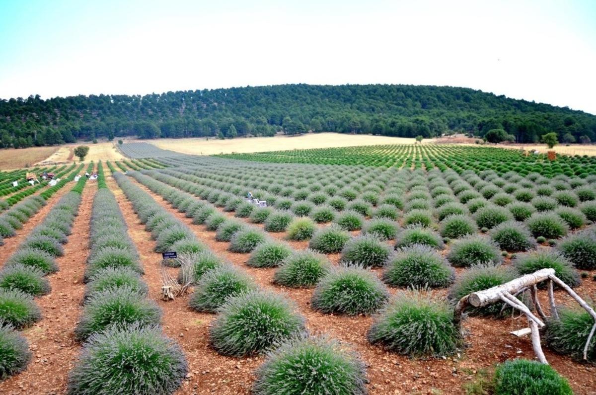 Denizli&rsquo;de lavanta &uuml;retim sahasının 50 bin dekara &ccedil;ıkarılması hedefleniyor