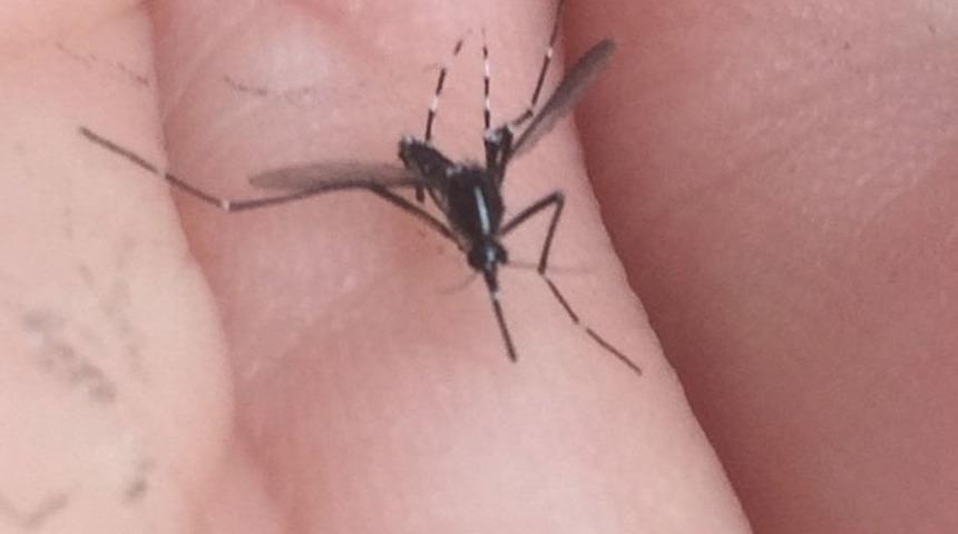 Asya Kaplan Sivrisineği nedir? Asya Kaplan Sivrisineği nasıl ayırt edilir, nerelerde görülür? 