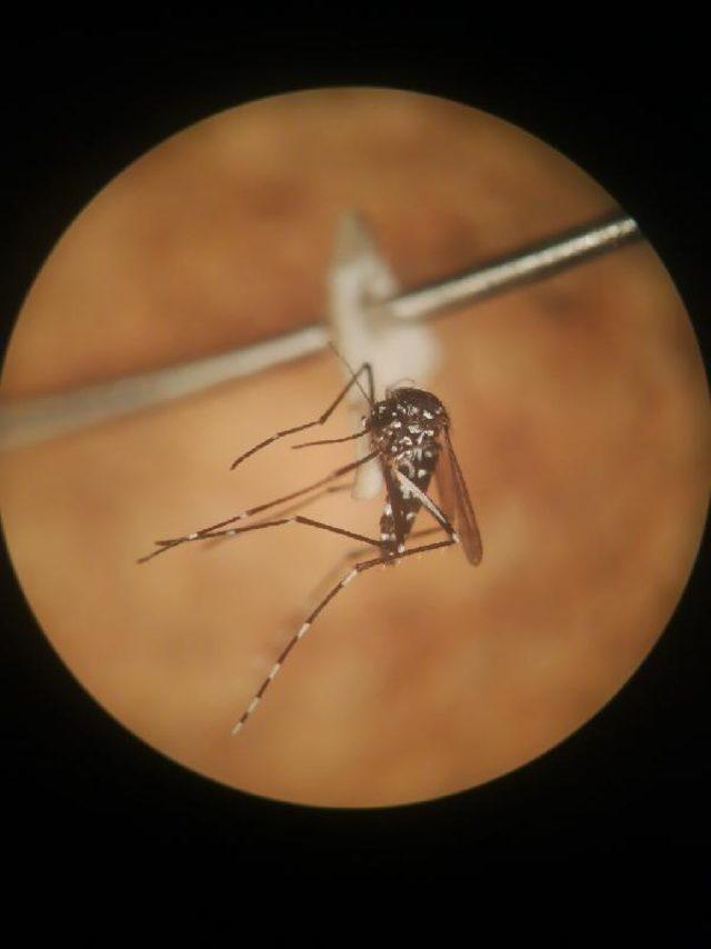Asya Kaplan Sivrisineği nedir? Asya Kaplan Sivrisineği nasıl ayırt edilir, nerelerde görülür? 