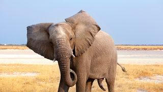 Eşinin rüyasını gerçekleştirmek için tarlalarını satıp 20 bin dolara fil aldı