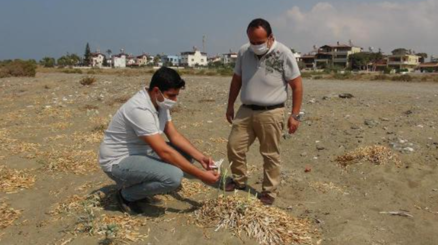 Koparan yandı! Kum zambaklarını koparmanın cezası 73 bin TL