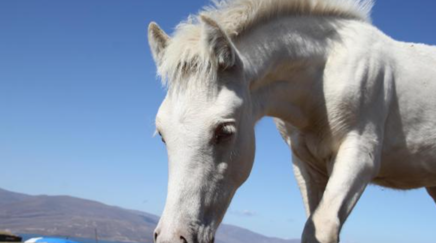 Sahibi de gören de şaşkın! Kars'ta dünyaya gelen 'albino tay' ilgi çekiyor