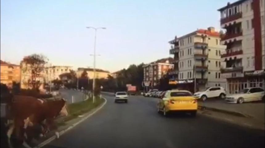 Bartın'da yola fırlayan inekler zor anlar yaşattı