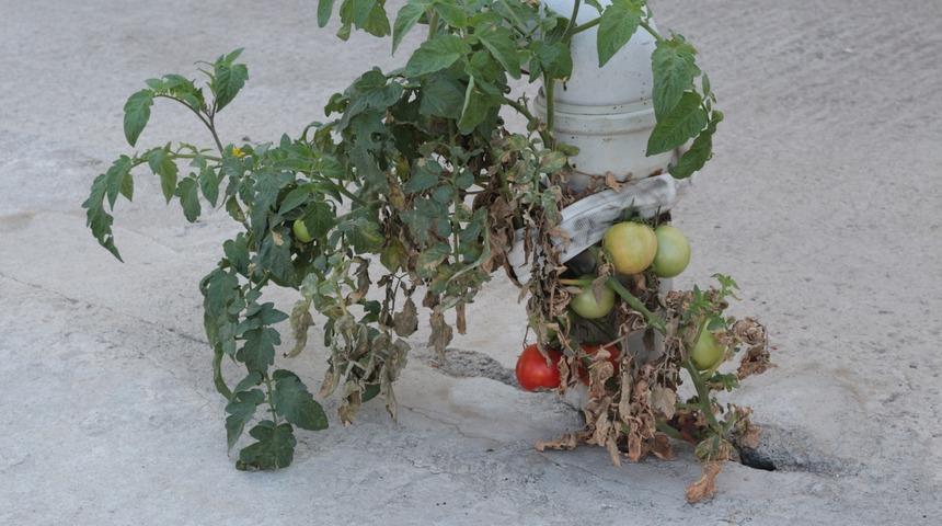 Gören şaşkına dönüyor: Betonda domates