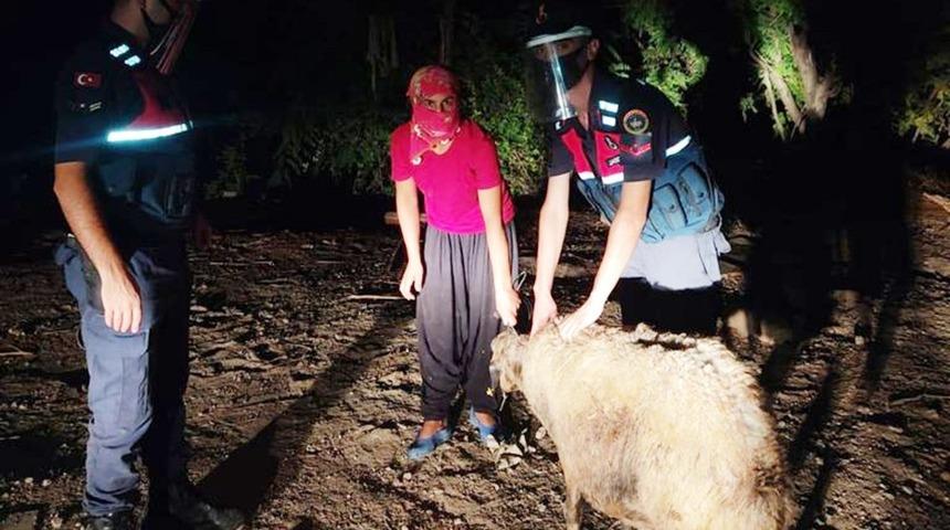 &Ccedil;alınan koyun satılmak istenirken bulundu