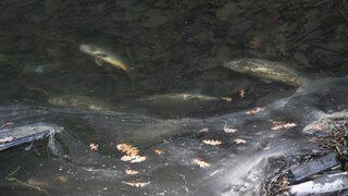 Vatandaşı tedirgin eden olay! Her gün onlarca balık ölüyor