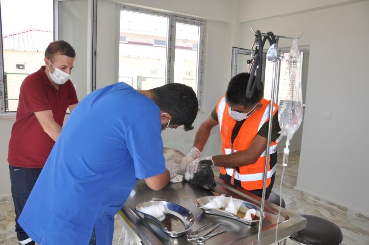 Siirt Belediyesi sokak hayvanlarına sahip &ccedil;ıkıyor