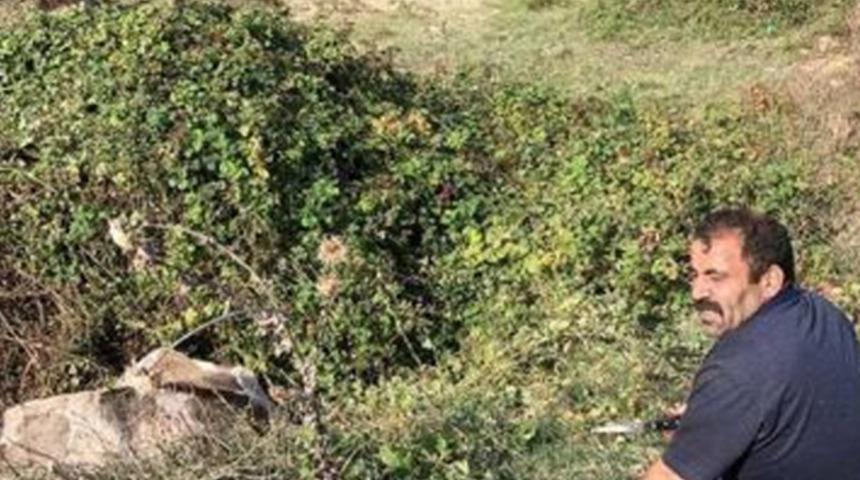 İstanbul'da  ineği 'sucuk' olmaktan itfaiye kurtardı   