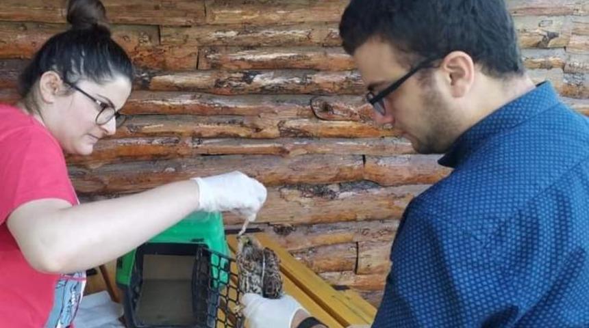 Yorgun halde bulunan Kerkenez, tedavi altına alındı