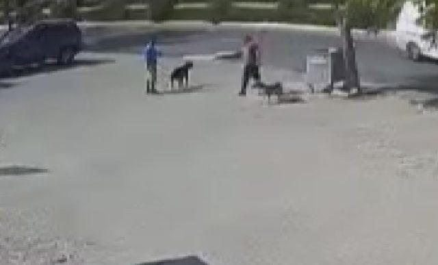 Büyükçekmece'de, sokak köpeğini silahla öldüren saldırgan kamerada