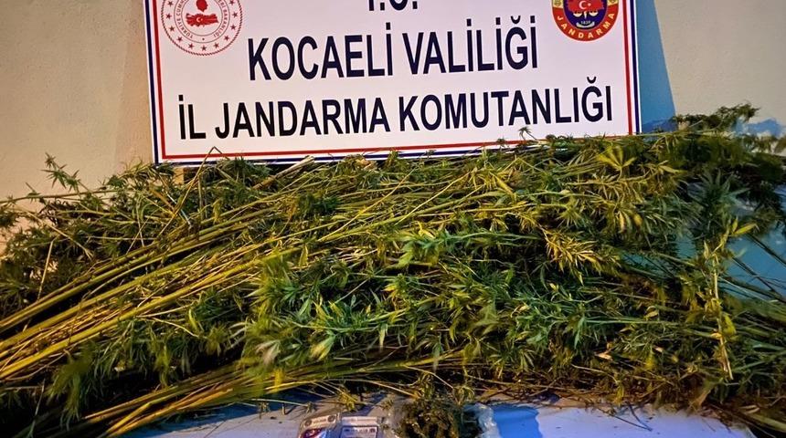 Ormanlık alana 371 kök kenevir eken 2 şahıs gözaltına alındı