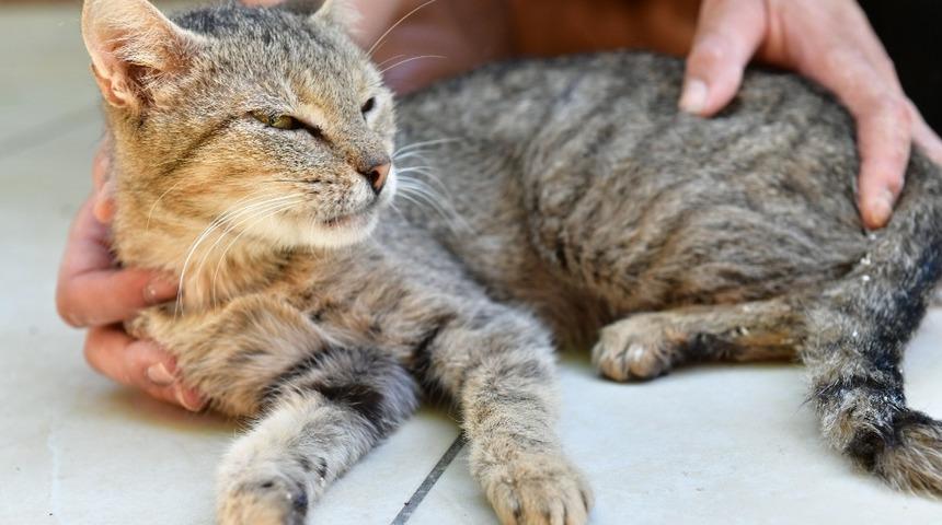 &Ccedil;iğli Belediyesi ve hayvan dostlarından b&uuml;y&uuml;k iş birliği