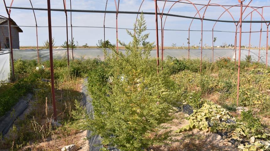 Koronavir&uuml;s tedavisinde pelin otu umudu! Kaynatılarak t&uuml;ketildiğinde...