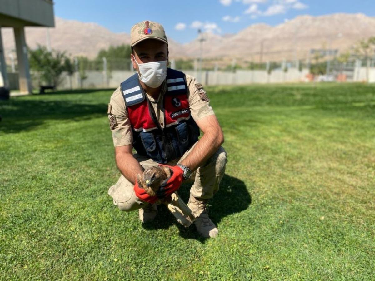 Yaralı şahine jandarma sahip &ccedil;ıktı