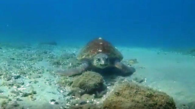 Nesli tükenmekte olan caretta carettayı görüntüledi! 'Muhteşem bir duyguydu'
