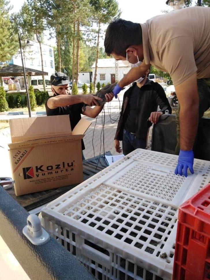 Beç tavukları kenelere geçit vermeyecek G2