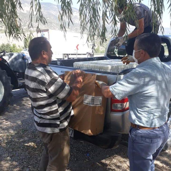 Beç tavukları kenelere geçit vermeyecek G3