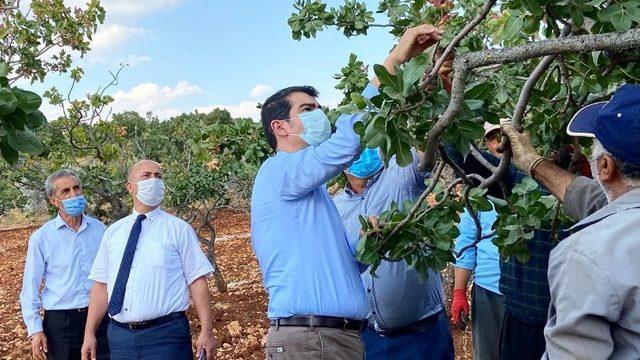 Gölbaşı’nda fıstık hasadı başladı