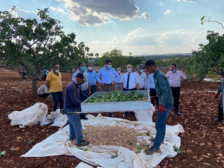 Gölbaşı’nda fıstık hasadı başladı G2