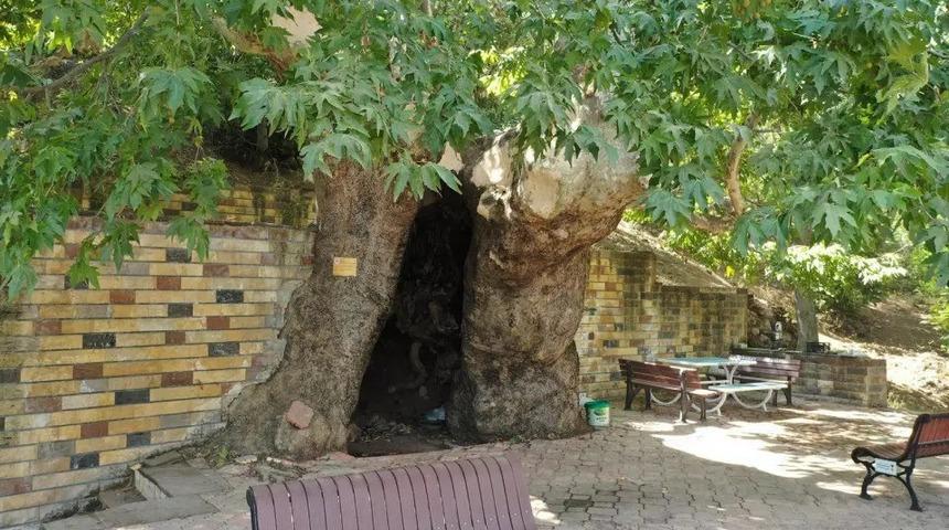 812 yıllık &ccedil;ınara b&uuml;y&uuml;kşehirden koruma