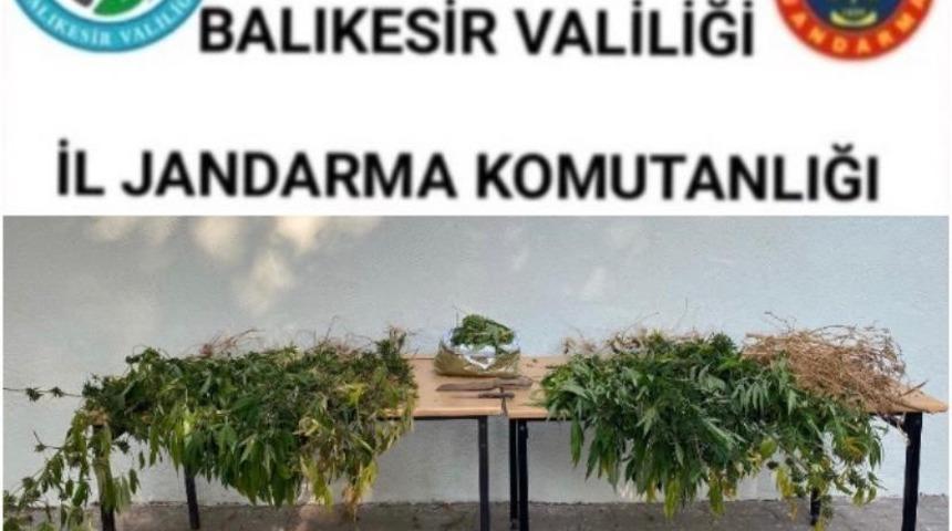 Kepsut’ta ormanlık alanda uyuşturucu operasyonu