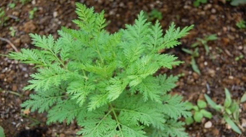 Peygamber süpürgesi nedir, nasıl kullanılır? Peygamber Süpürgesi koronavirüsü önler mi? Peygamber süpürgesi faydaları ve fotoğrafları!