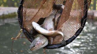 Aylara göre balık yeme rehberi... 2021 Şubat ayında hangi balık yenir? İşte aylara göre yenilecek balık türleri!