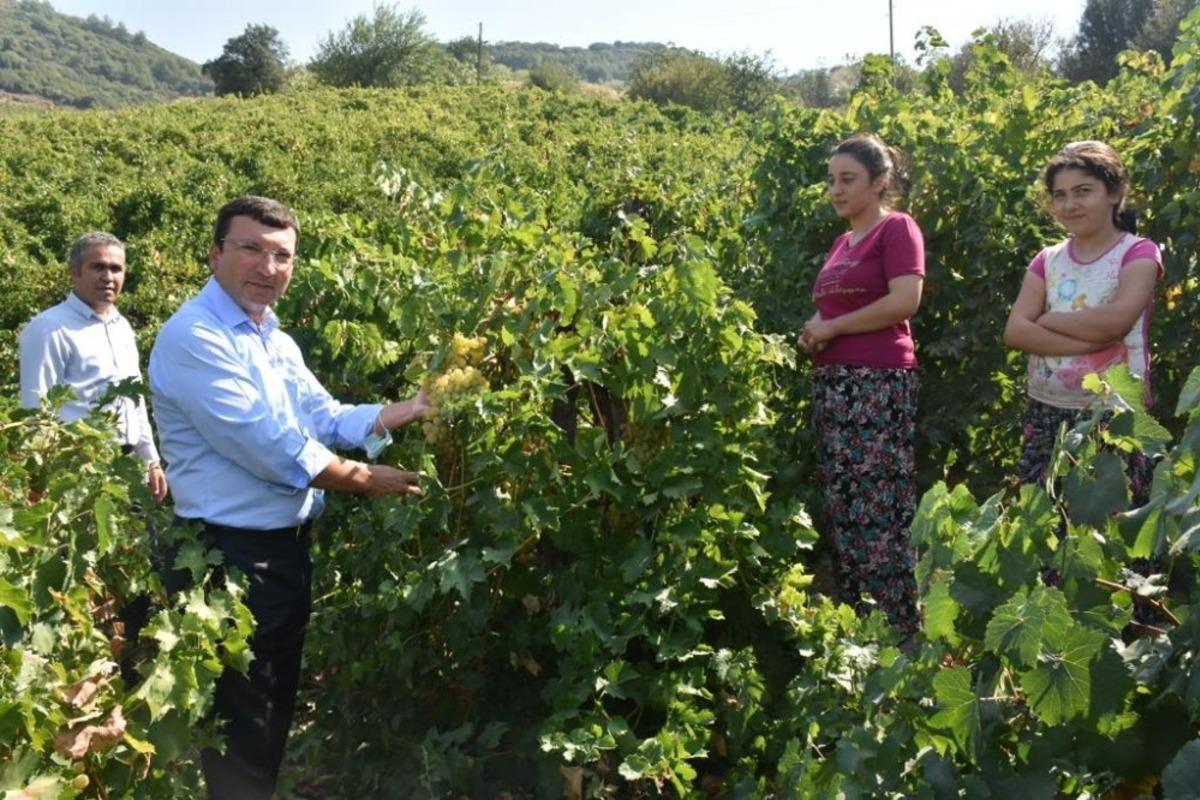 Kaymakam Şahin, &uuml;z&uuml;m bağlarında incelemelerde bulundu