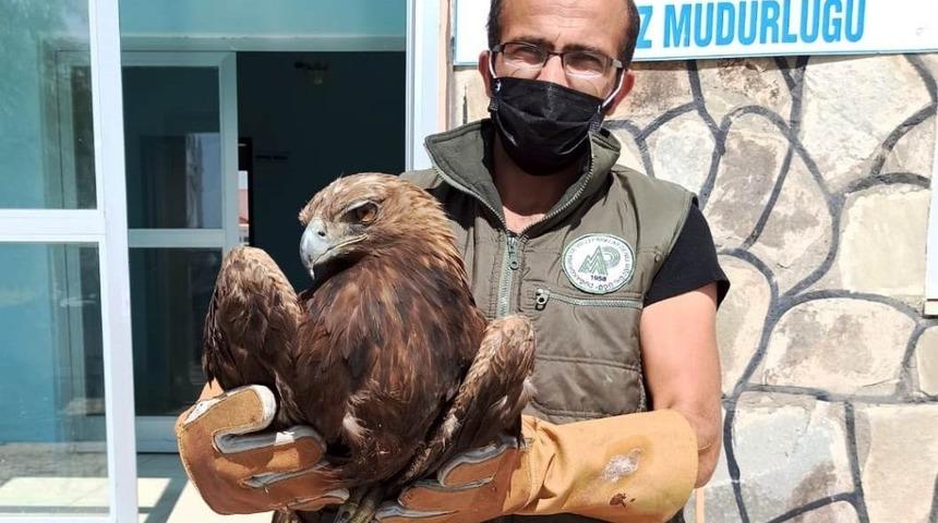 Ateşli silahla yaralanan kartal tedavi altına alındı