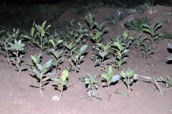 Bin 900 rakımlı 15 bin dönüm arazide meşe ağacı yetiştiriciliği G4