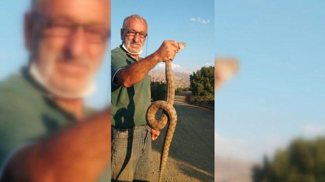 Kendisine saldıran ölümcül zehirli yılanı boğazından yakaladı