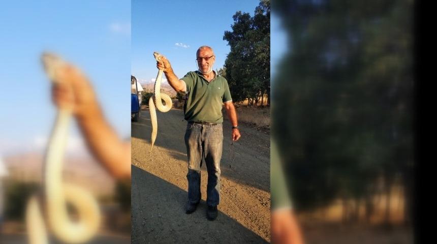 Kendisine saldıran &ouml;l&uuml;mc&uuml;l zehirli yılanı boğazından yakaladı