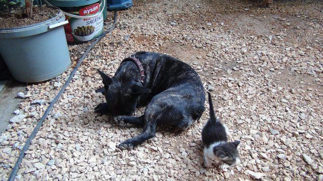 Yavru kediye, köpek annelik yapıyor!