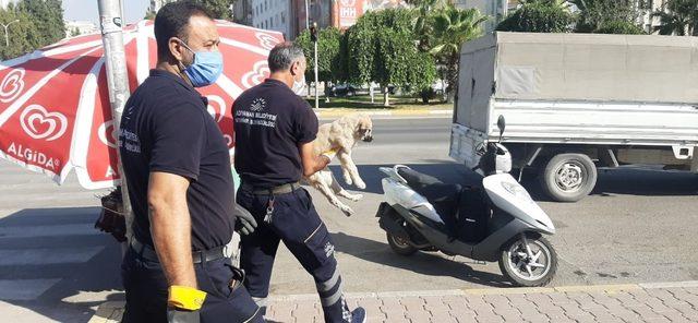 Sokak hayvanları sağlık kontrolünden geçiriliyor