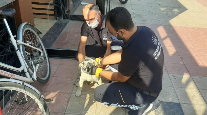 Sokak hayvanları sağlık kontrol&uuml;nden ge&ccedil;iriliyor
