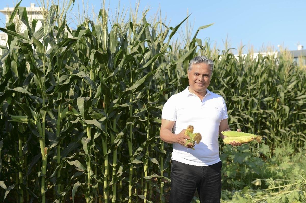 Belediye, boş arsalara ektiği mısırların hasatını yaptı