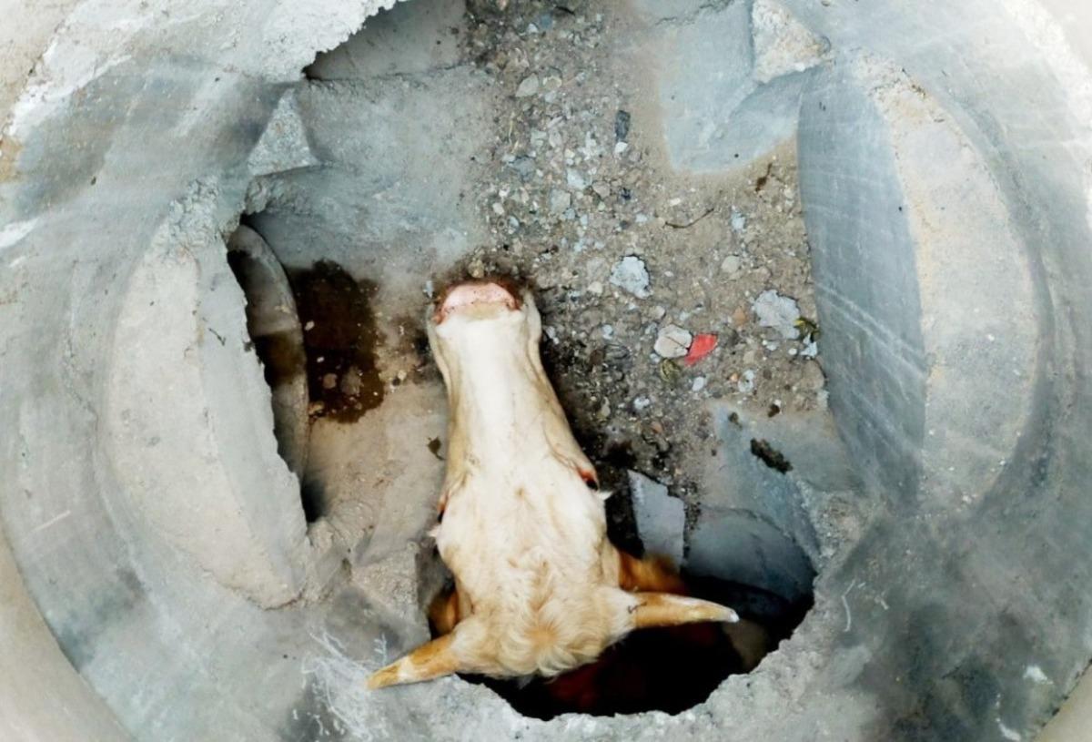 &Ccedil;ukura d&uuml;şen inek kurtarıldı