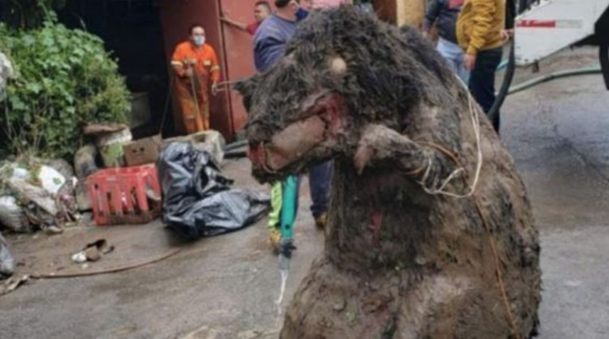 Kanalizasyondan çıkarılan dev sıçan dehşete düşürdü