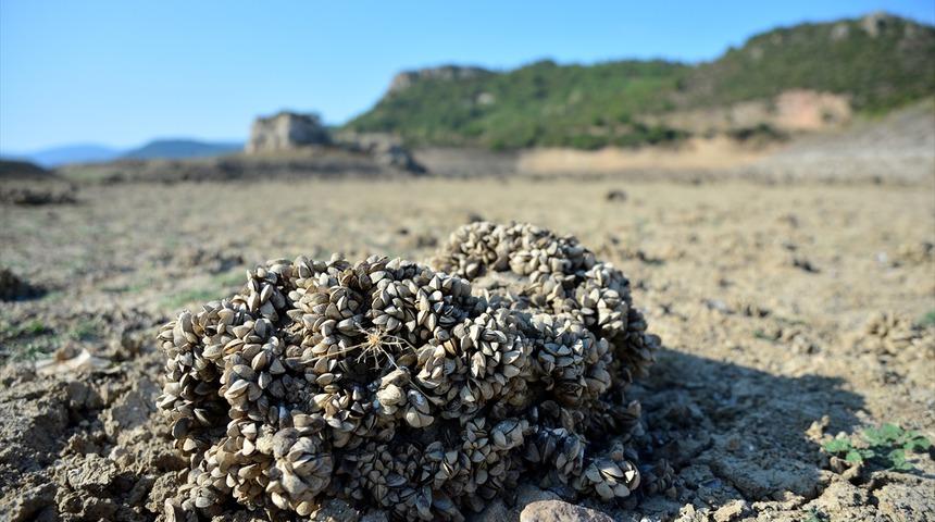 Baraj suyu azalınca ortaya çıktı! 'Midye tarlası' gizliymiş