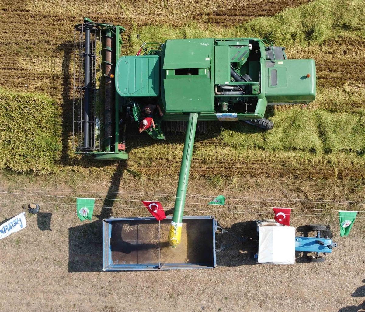 Bafra Ovası'nda &ccedil;eltik hasadına başlandı